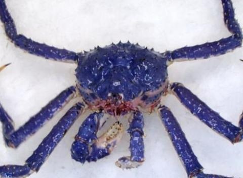 world record blue crab